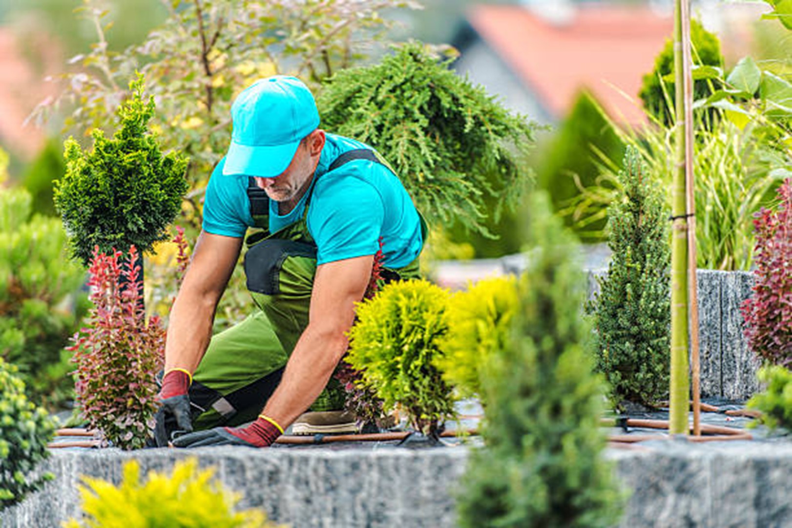How to Keep Your Garden Green in California Weather
